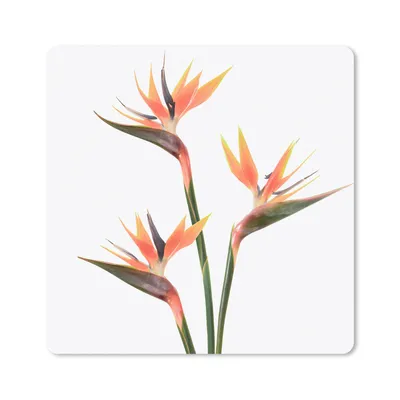Produktbild von MuchoWow® Mauspad Mousepad Blumen - Orange - Natur - Pflanzen 20x20 cm - Mousepads - Maus Mat - Pad - Mausunterlage - Desk Mat - Bureauartikeln
