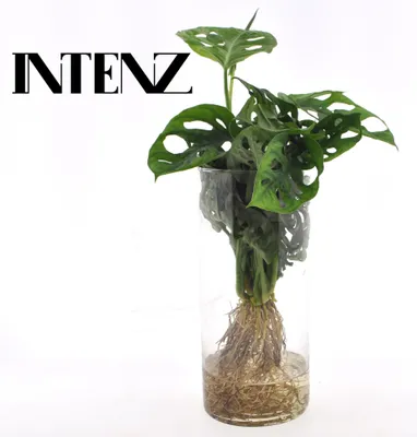 Produktbild von Monstera im Zylinderglas - 25cm - Ø12cm - Zimmerpflanze - Immergrün