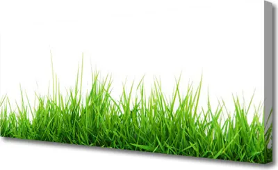 Produktbild von Tulup Leinwand-Bilder 125x50 Wandbild Canvas Kunstdruck Gras Natur
