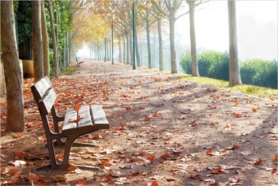 Produktbild von Wallario Poster - Einsame Parkbank an einer Allee - Herbststimmung, Kunstdruck Größe: 100 x 150 cm