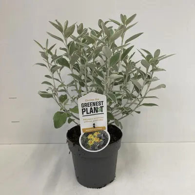 Immagine prodotto di Brachyglottis 'Sunshine' - Arbusto delle farfalle | 25-30 cm in vaso