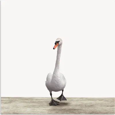 Produktbild von MuchoWow® Poster Schwan - Tiere - Vogel - Jungen - Mädchen - Kinder 50x50 cm - Wohnzimmerdekoration