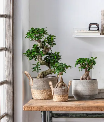 Produktbild von Dehner Chinesische Feige Ginseng, Ficus microcarpa, dicke Luftwurzeln, 30-40 cm, Ø Topf 12 cm, Bonsai