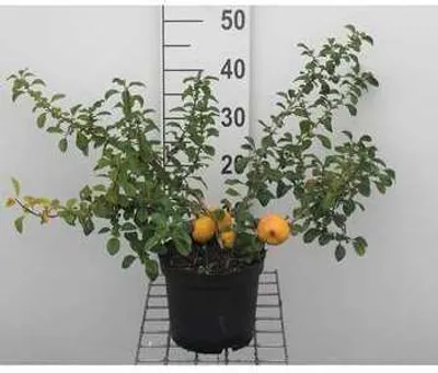 Obrázok produktu pre Chaenomeles jap. 'Sargentii' - Kdoulovec 30- 40 cm Kontajner