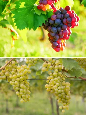 Produktbild von 2 x Weintrauben Phönix + Vanessa rot grün kernarm Weinreben Stock 60/100 cm