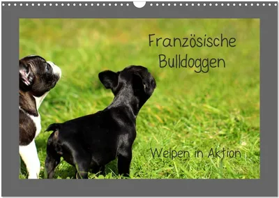 Produktbild von Französische Bulldoggen (Wandkalender 2026 DIN A3 quer), CALVENDO Monatskalender