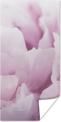 Produktbild von MuchoWow® Poster Nahaufnahme einer rosa Pfingstrose 20x40 cm - Plakat - Foto