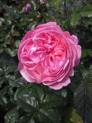 Produktbild von Rosa Kölner Flora ® - Strauchrose Kölner Flora ® - Kordes Rose