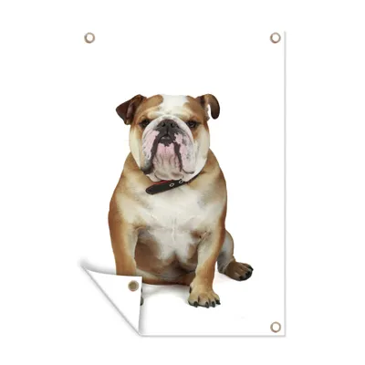 Obrázek produktu pro MuchoWow® Zahradní plakáty - Buldok - Anglický - hnědý - 120x80 cm - Zahradní dekorace