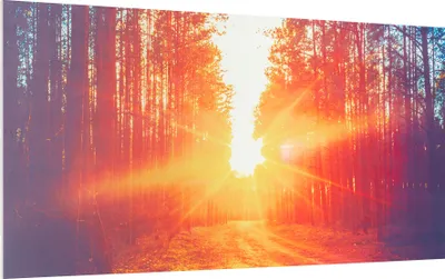 A forest path bathed in the warm glow of a setting sun.