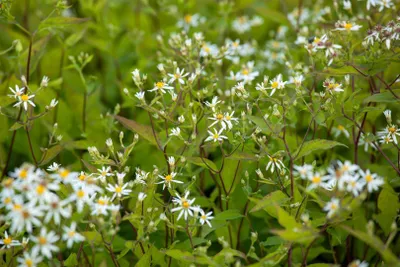Produktbild von Aster divaricatus 'Tradescant', weiß, ca. 9x9 cm Topf