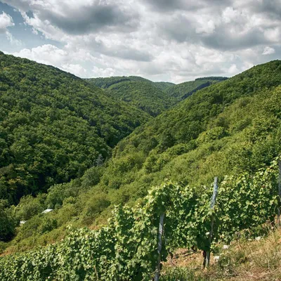 Produktbild von mydays Weinbergwanderung Oberwesel; Erlebnis verschenken oder selbst erleben; Gutschein für 1 Person(en)