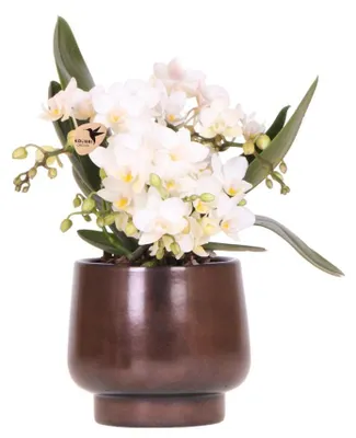 Obrázok produktu pre Medený kvetináč Scandic Ø 9 cm s bielou orchideou Nazaré – čerstvá Phalaenopsis priamo od pestovateľa – medenočervený kvetináč v škandinávskom štýle