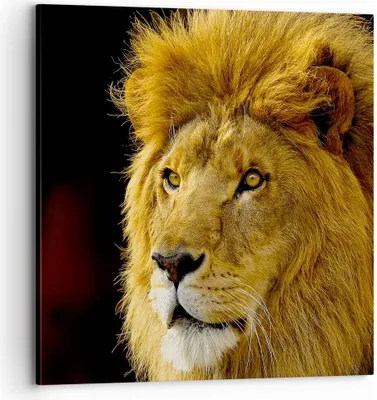 Produktbild von Bild auf Leinwand - Leinwandbild - Löwe Tiere Tierwelt - 70x70cm - Wand Bild - Wanddeko - Wandbilder - Leinwanddruck - Bilder - Kunstdruck - Wanddekoration - Leinwand bilder - Wandkunst - AC70x70-1237