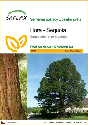 Obrázek produktu pro SAFLAX - Hora - Sequoia - Sequoiadendron gigantea - 50 Semena