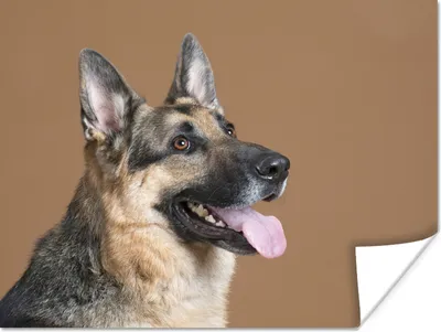 Produktbild von MuchoWow® Poster Porträt eines Deutschen Schäferhundes 160x120 cm - Foto Plakat