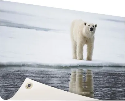 Produktbild von Gartenposter - 60x40 cm - Eisbär am Wasser  - Modernes WaldTierposter Bilder - Wilde Tierposter