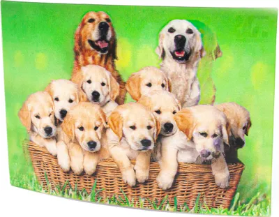 Produktbild von 3D Postkarte Golden Retriever