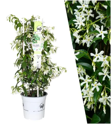 Produktbild von Plants by Frank | 1 Sternjasmin Pflanze | Trachelospermum jasminoides Star of Venice | Winterhart Mehrjährig | Duftende Blüten | Gartenpflanzen
