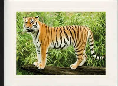 Produktbild von Raubkatzen Gerahmtes Bild Mit Edlem Passepartout | Wand-Bilder | Im Bilderrahmen - Wilder Sibirischer Tiger (60 x 80 cm)