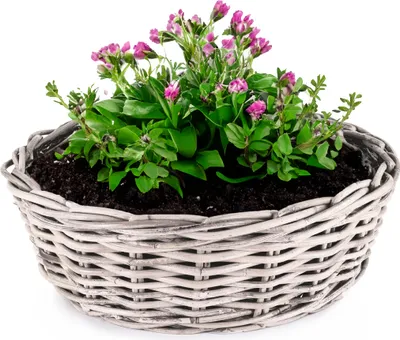 Produktbild von Rattan Pflanzkübel als runder Pflanztopf in 45 x 14 cm