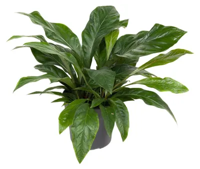 Productafbeelding van Anthurium Jungle Bush - 60-70cm - Ø30cm - Kamerplant - Groenblijvend