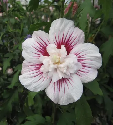 Produktbild von Hochstamm Garten-Eibisch Starburst Chiffon ® - Hibiscus syriacus - 80cm Stamm + Krone