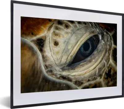 Produktbild von MuchoWow® MuchoWow® Gerahmtes Poster Nahaufnahme Hawksbill-Auge 40x30 cm - Poster mit zchwarzem Bilderrahmen - Bilderrahmen - Poster im Rahmen