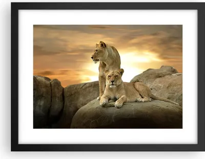 Produktbild von Gerahmtes Poster - Schwarzer Rahmen - Löwen Sonnenuntergang Felsen Krallen - 40x30 cm - Wand Bild - Wanddeko - Wandbilder - Wandposter - Bilderrahmen - Bilder - Kunstdruck - Wandbild - P2BAA40x30-2958
