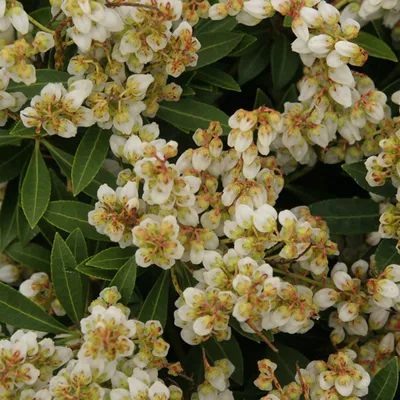 Immagine prodotto di 2 x Campanelle ombrose - Pieris japonica 'Sarabande' | 20-30 cm in contenitore
