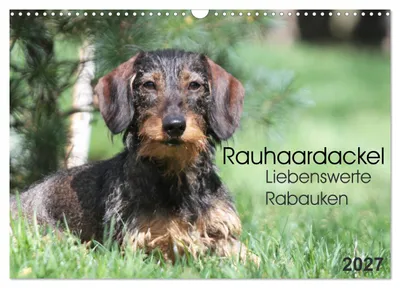Produktbild von Liebenswerte Rabauken - Rauhaardackel (Wandkalender 2027 DIN A3 quer), CALVENDO Monatskalender
