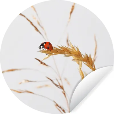 Produktbild von MuchoWow® - Tapetenkreis - Wandbild rund - Schlafzimmerdekoration - Wanddeko - runde Tapete - Kunst für zu Hause