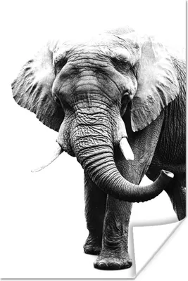 Produktbild von MuchoWow® Poster Elefant vor weißem Hintergrund - schwarz und weiß 120x180 cm - Kunstposter