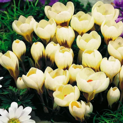 Produktbild von Blumenzwiebeln Blumen Zwiebeln Crocus Frühlingskrokus Cream Beauty 10 St.