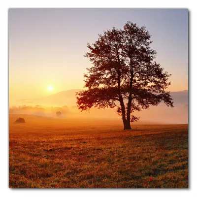 Produktbild von Wallario selbstklebende Möbelfolie/ Tischdecke für Innen und Außen, Größe: 90 x 90 cm - Sonnenaufgang über der Wiese mit Nebel