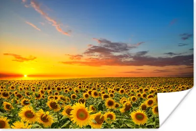 Produktbild von MuchoWow® Poster Blumen - Sonnenblume - Sonnenuntergang - Nacht - Orange 180x120 cm - Fotoplakat