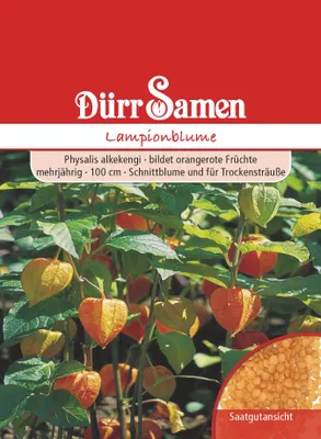Produktbild von Lampionblume | Lampionblumensamen von Dürr Samen [MHD 12/2024]