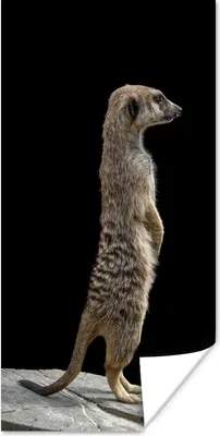 Produktbild von MuchoWow® Poster Erdmännchen - Wilde Tiere - Schwarz 60x120 cm - Wandschmuck