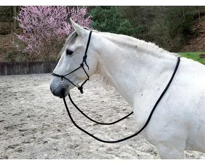 Immagine prodotto di Cavezza etnologica Norton con redini in vari colori, Colore:Nero, Taglia:Taglia Warmblood