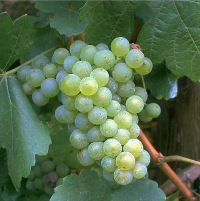 Produktbild von Lakemont (kernlos) Weinreebe - 9er Topf