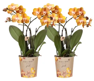 Produktbild von Kolibri Orchids KOMBI ANGEBOT von 2 Phalaenopsis-Orchideen - Las Vegas - Topfgröße 12cm