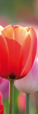 Obrázok produktu pre Kvety Art Print Obraz - Červené a ružové tulipány v poli (91 x 30 cm)