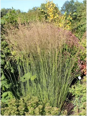 Produktbild von Stauden Gänge 1 x Molinia caerulea 'Heidebraut' im 1 Liter Topf - Kleines Pfeifengras - Zarte Eleganz für romantische Gärten - Winterhart