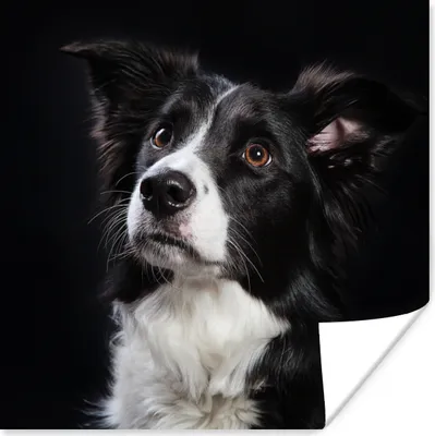 Produktbild von MuchoWow® Poster Porträt eines Border Collie 50x50 cm - Wohnzimmerdekoration