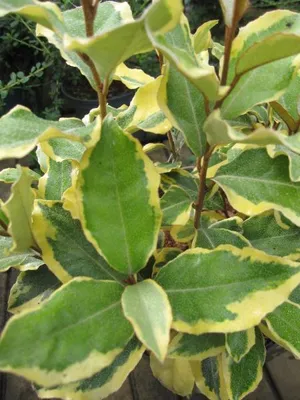 Produktbild von Buntblättrige Ölweide Viveleg - Elaeagnus ebbingei - 30-40cm