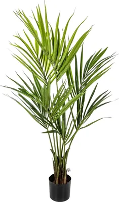 Produktbild von aplanta Künstliche Kentia Palme - Cataleya | 140 cm, für drinnen, Kunstbaum, wie echt, Allergiker geeignet, pflanzliche Dekoration Praxis, Office & Wohnzimmer