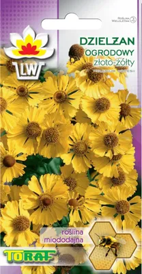 Image de Daphné de jardin jaune d'or 0.5G Graines de fleurs Campanule