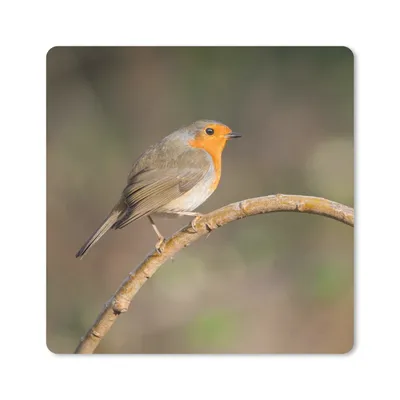 Produktbild von MuchoWow® Mauspad Mousepad Rotkehlchen - Vogel - Natur 20x20 cm - Mousepads - Maus Mat - Pad - Mausunterlage - Desk Mat - Bureauartikeln