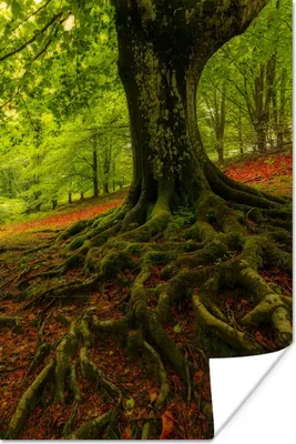 Produktbild von MuchoWow® Poster Baum - Wald - Herbstblätter 40x60 cm - Plakate für die Wand - Poster Babyzimmer