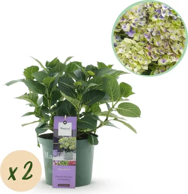 Immagine prodotto di Ortensia Hydrangea macrophylla Magical Jewel Blue, 2 piante, blu, resistente al freddo